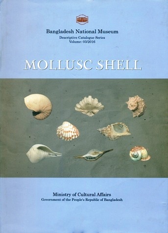 Mollusc shells in Bangladesh National Museum